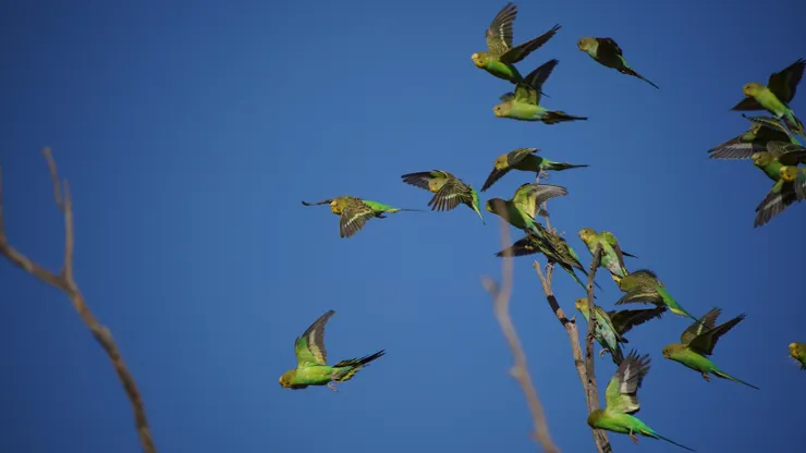虎皮鸚鵡群(其中一小部分)