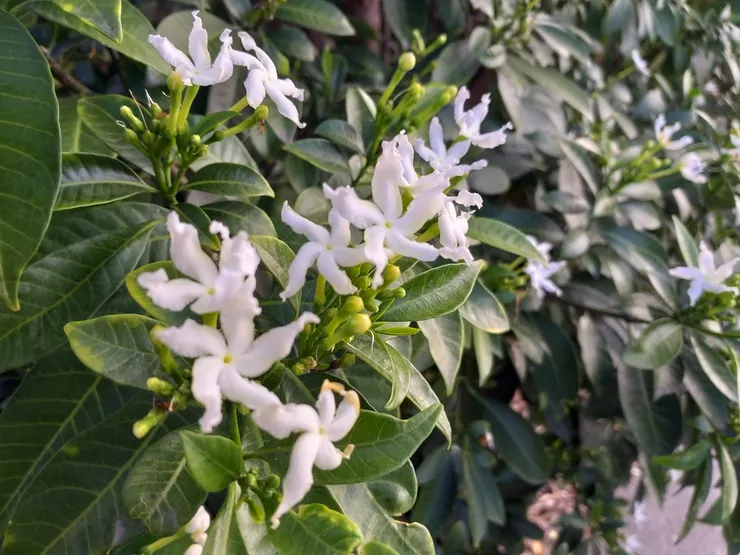 金崙聚落一隅馬茶花