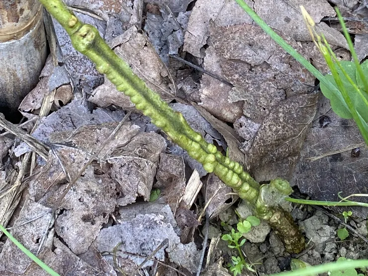 靠近莖部的地基處，出現不定根