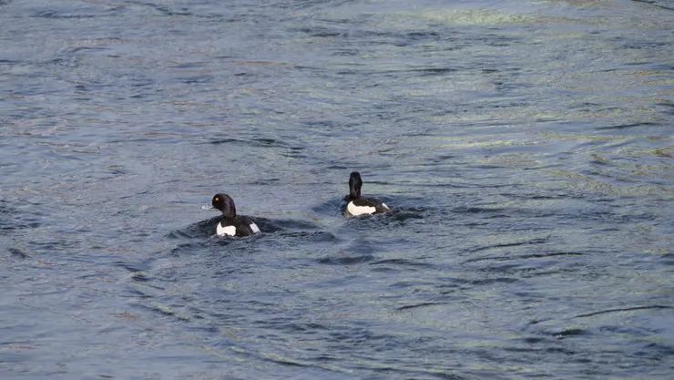 ’三十六計走爲上計‘