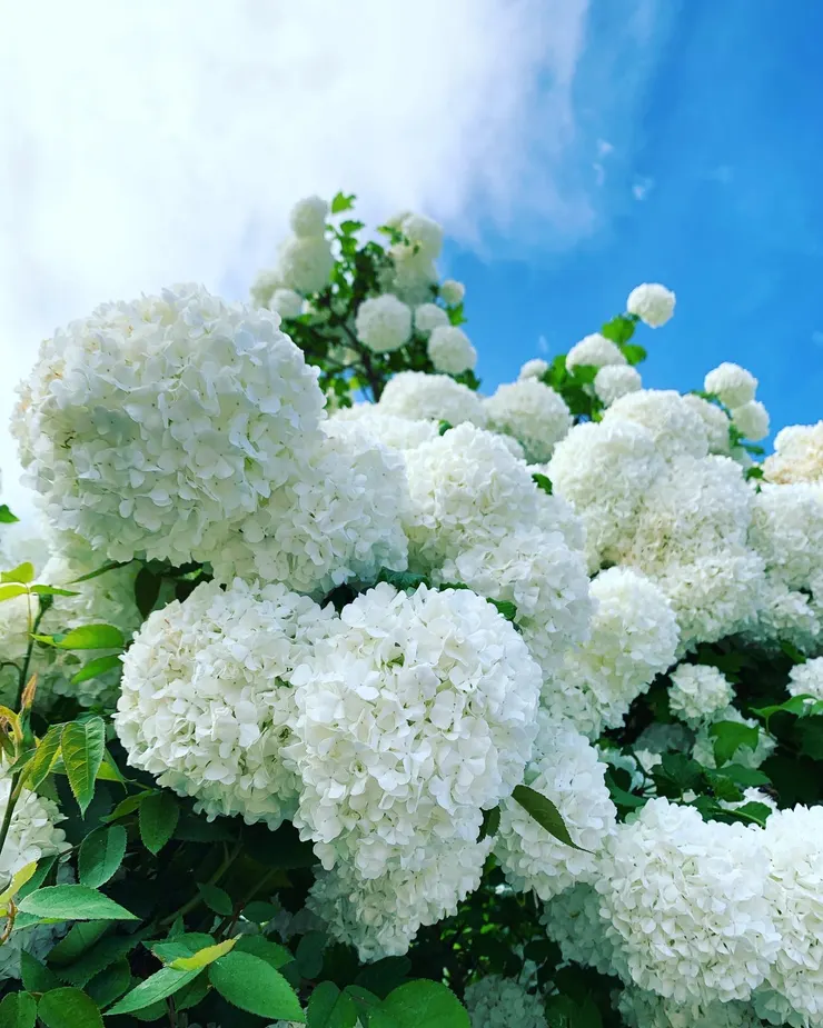 圖五:重到垂下來的繡球花