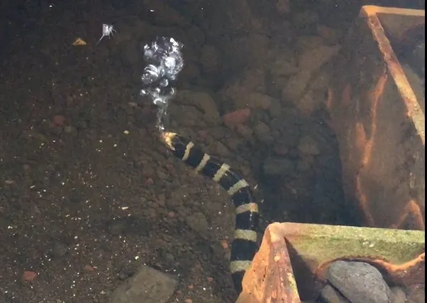 黑唇青斑海蛇換氣(拍攝於臺東)