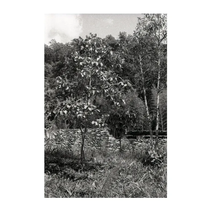 六龜扇平工作站金雞納樹底片