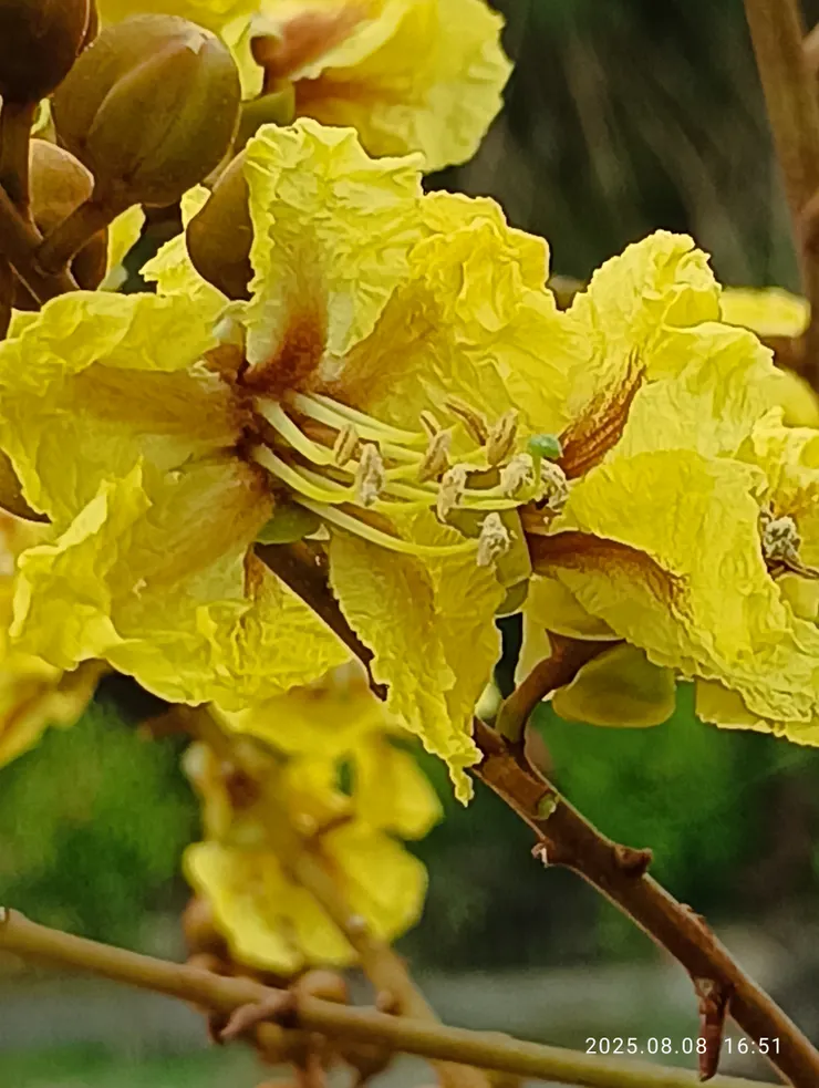 盾柱木的花，自拍攝