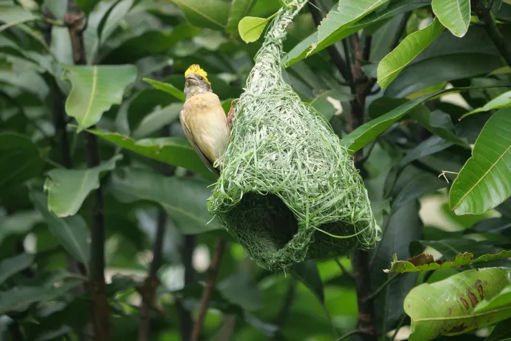 巢相當有特色的黃胸織雀 Baya Weaver 