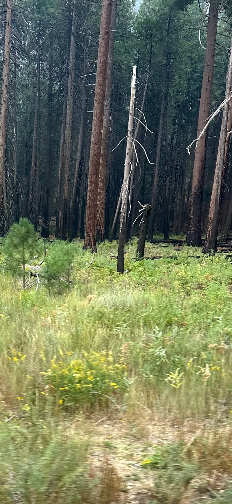 森林大火的痕跡