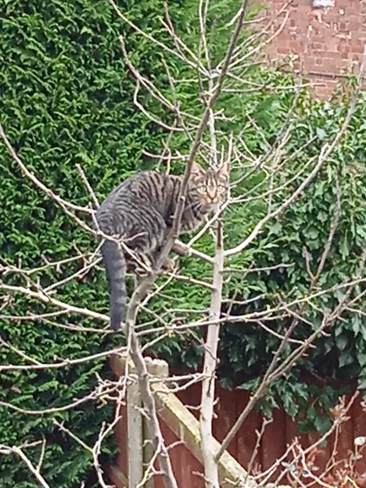 然後就是我名字的由來，很明顯是因為我很喜歡爬樹和吃樹枝。