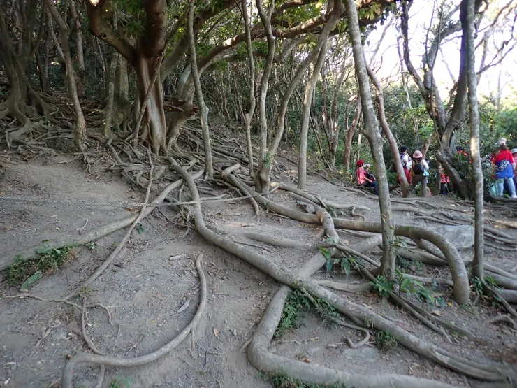 有樹蔭的休息處--不是麥當勞的麥當勞