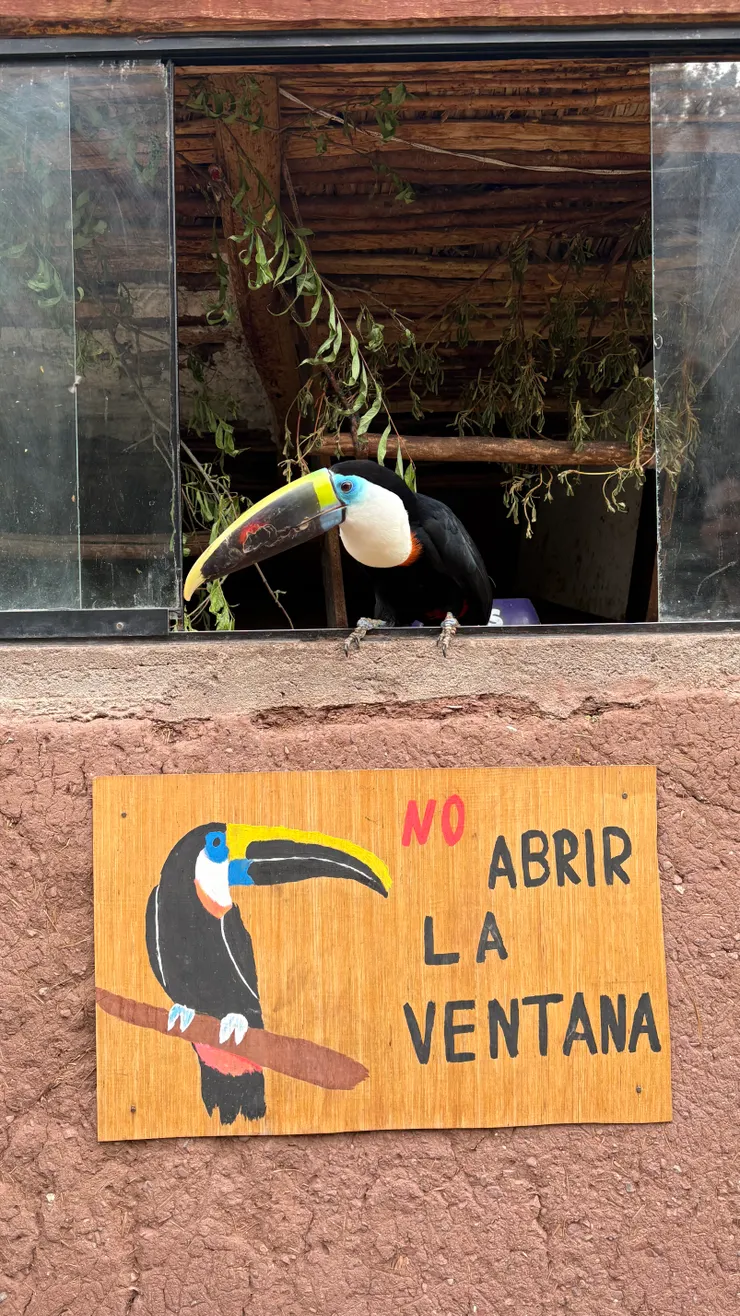 這隻大嘴鳥能聽得懂解說員說的話，互動起來超可愛