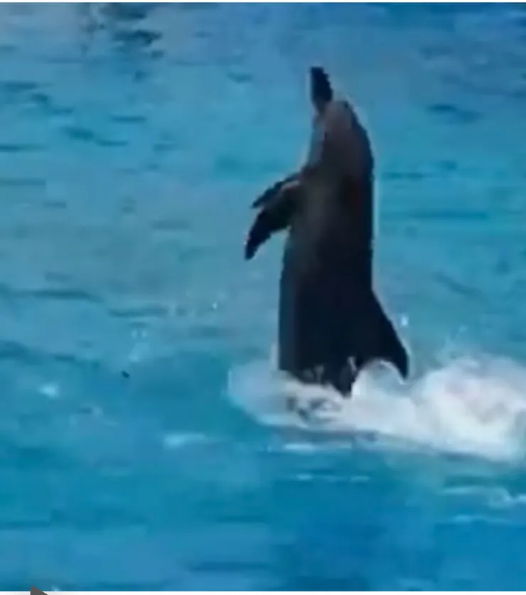 在水面直立前進～！？？要確捏～