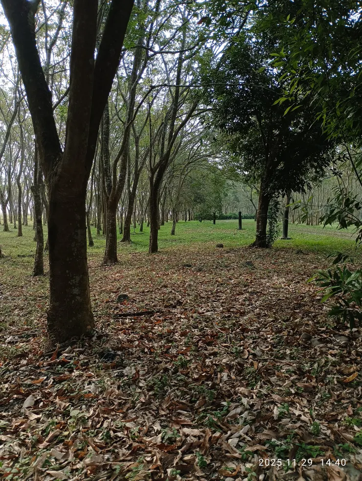 木葉盡脫敷地滿