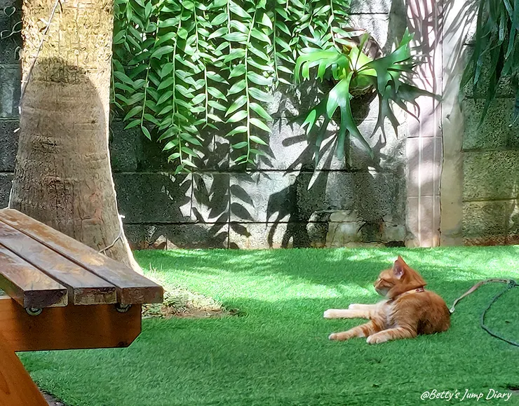 ▲龍潭「野薑花與貓」庭園餐廳/ 圖片來源:Betty's Jump Diary