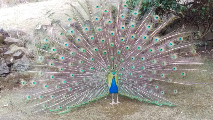 這隻孔雀開了半小時的屏，這裡孔雀不怕人，但是不要亂餵食物