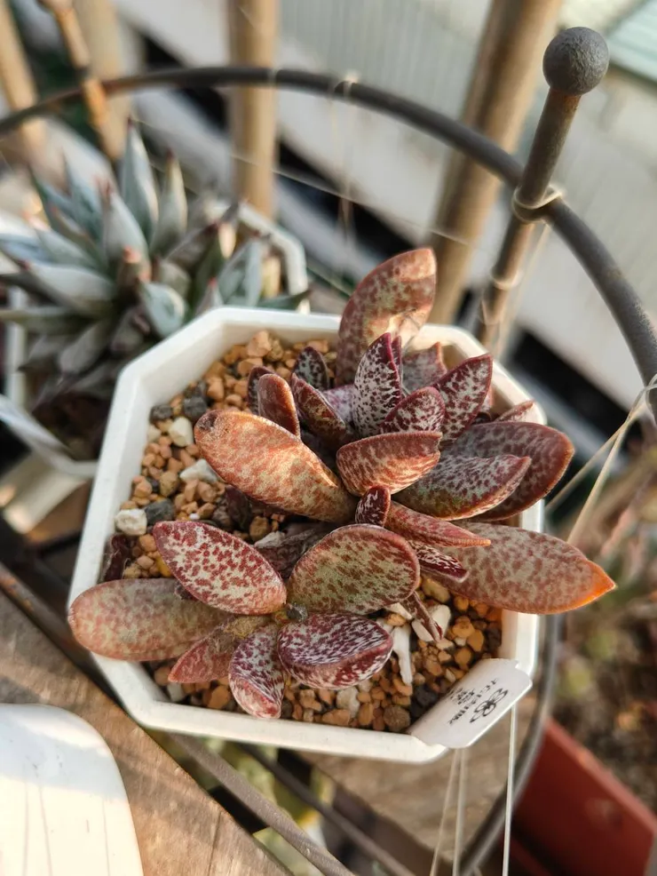 這款也是天章 (扁葉天章) ，所以天章類應該不難度夏