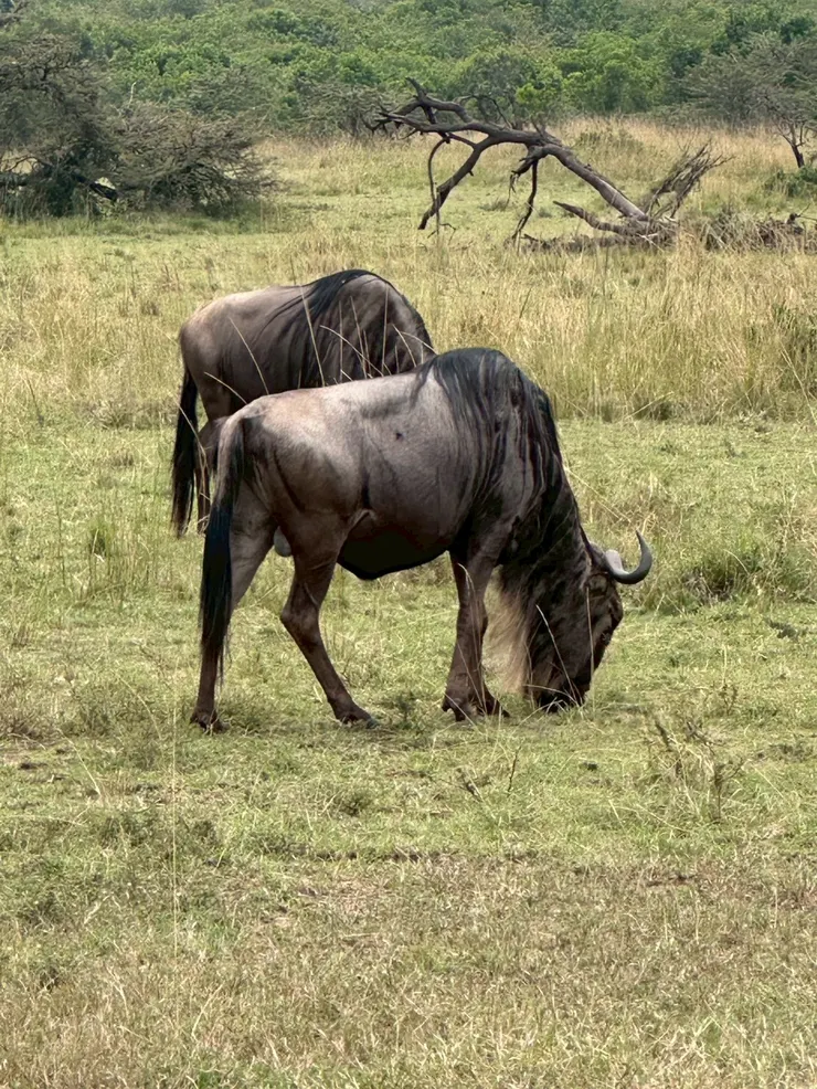 有著東方骨感的非洲角馬