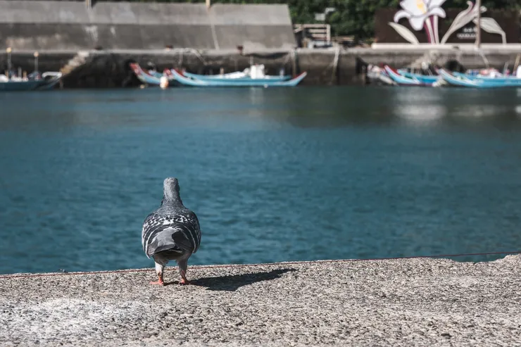 看起來是隻頗有心事的鴿子