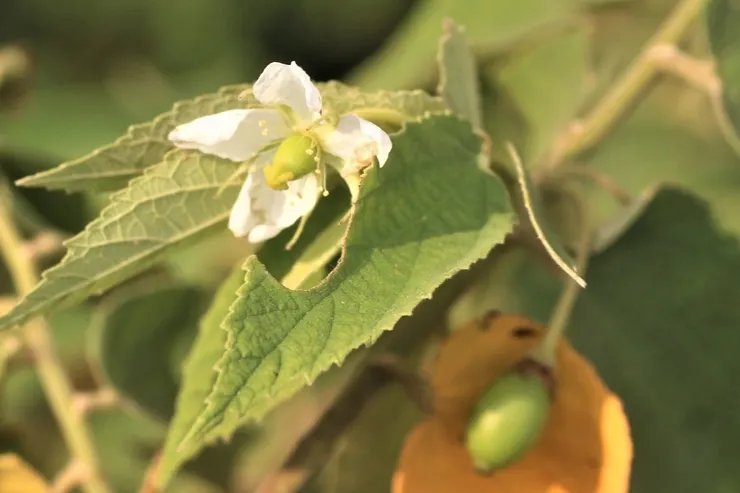 南美假櫻桃的花，感覺很像草莓花