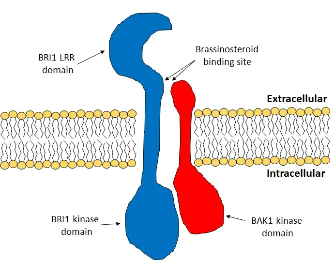 BRI1（藍色）。圖片取自維基百科