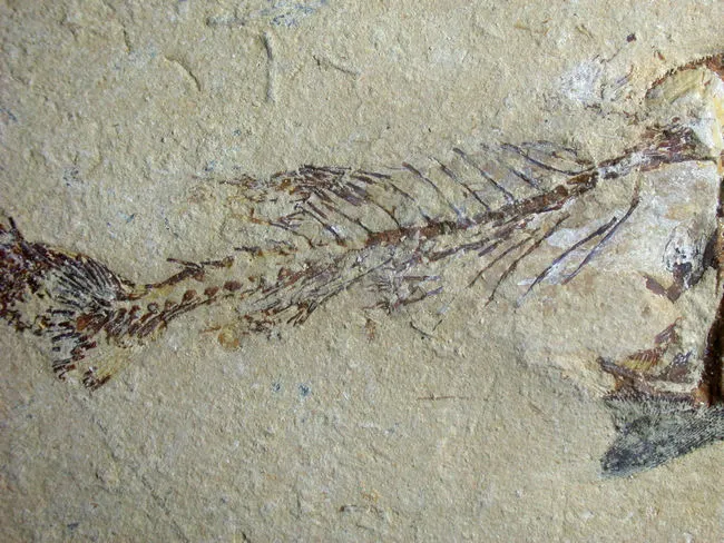 突刺壓齒魚(Coccodus insignis)