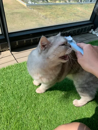 貓咪梳毛 生活中的留白。