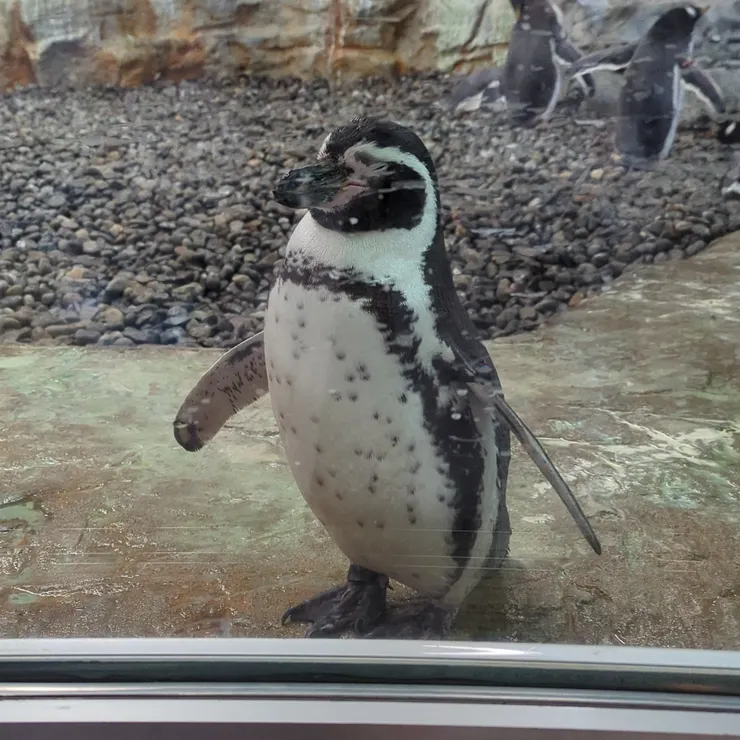遇見一隻比較親人的企鵝！（室內）