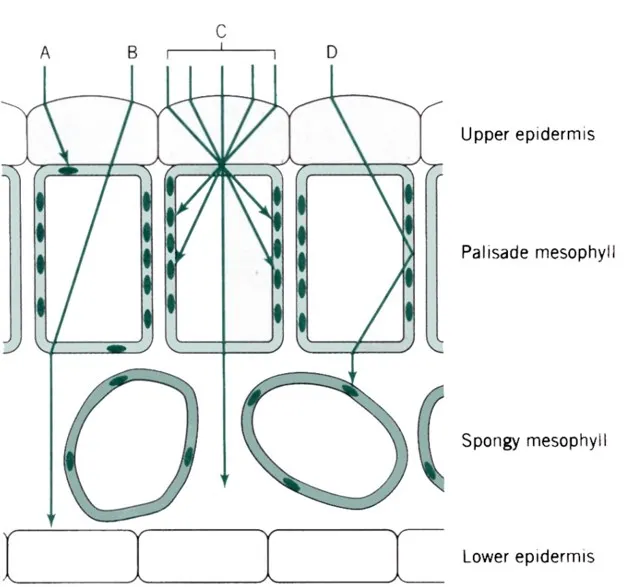 篩漏效應。圖片來源:Hopkins 植物生理學