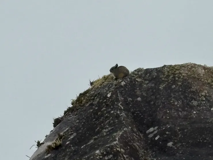 遇見野生chinchilla! 