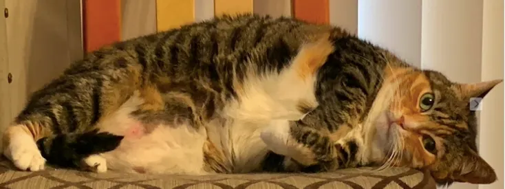 『差點』失蹤的室內貓四號冬冬，會開紗窗門溜出去，找到時躲在車庫裡發呆。