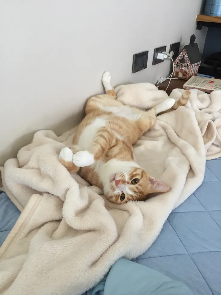 我家的貓弟：韓吉