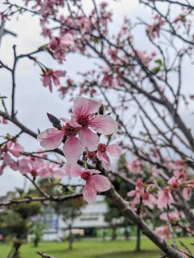 萬華青年公園賞花賞鳥去