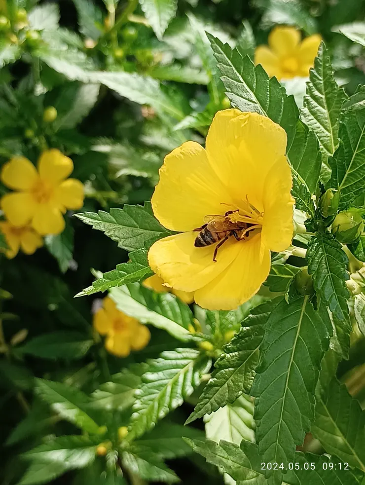 春光無限更潸然，自家門庭拍攝