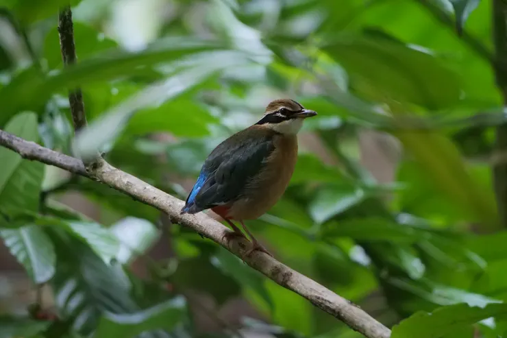 “我也有頸的！看我的！”