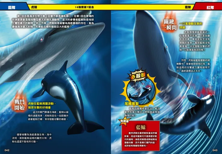 地球上體型最大的哺乳類動物藍鯨，利用體型優勢對抗虎鯨｜《最強戰鬥１：超危險生物大戰圖鑑》｜小角落文化出版