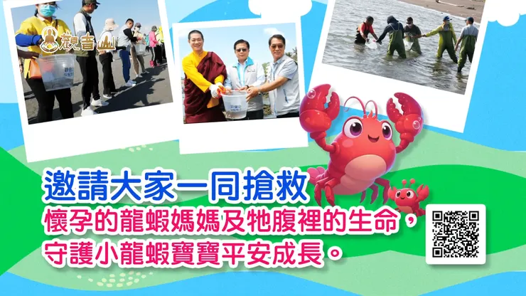 搶救懷孕的龍蝦媽媽與龍蝦苗保育放流 觀音山邀您一同護持響應