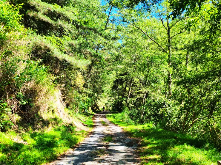 翠綠的林相與光影交織