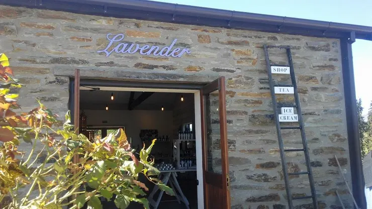 瓦納卡薰衣草農場