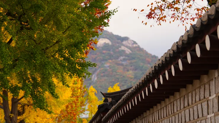 可遠北嶽山上的楓紅