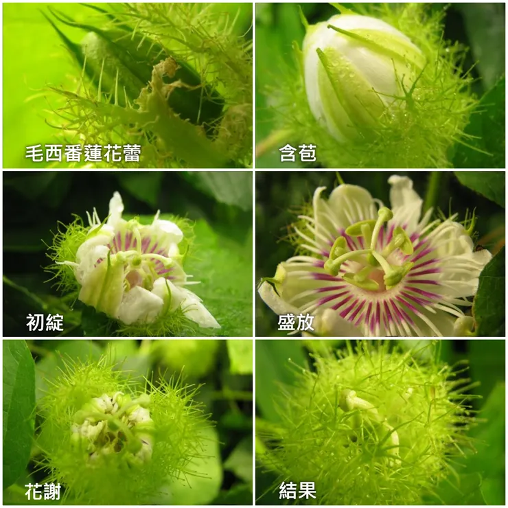 各個階段的毛西番蓮
