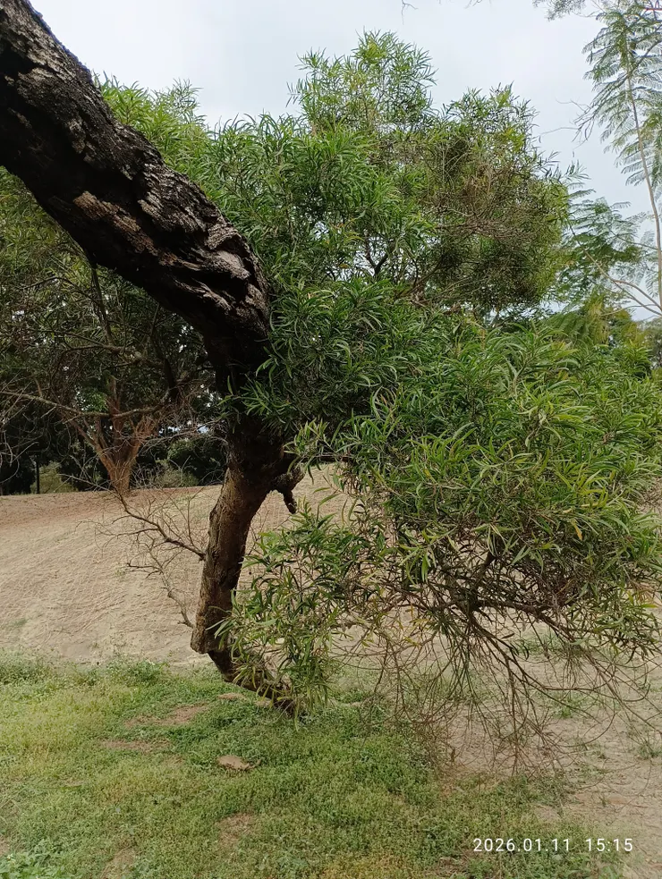 此顆相思樹倒地久，冠梢頭部已枯，根部裂倒