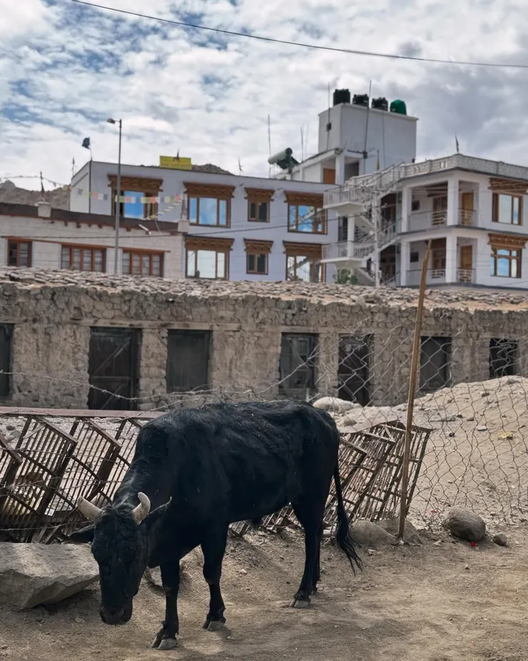 列城到處都有牛