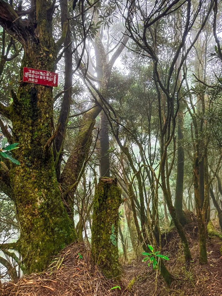 低陸山三角點旁的告示牌。往玉峰山、司馬庫司雪白山（泰矢生山）及虎禮山。