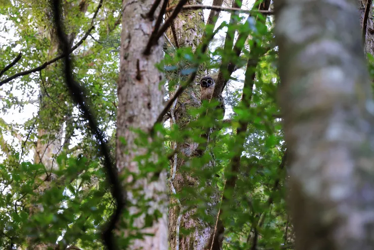 枝椏上的褐林鴞，我生命裡的永恆時刻