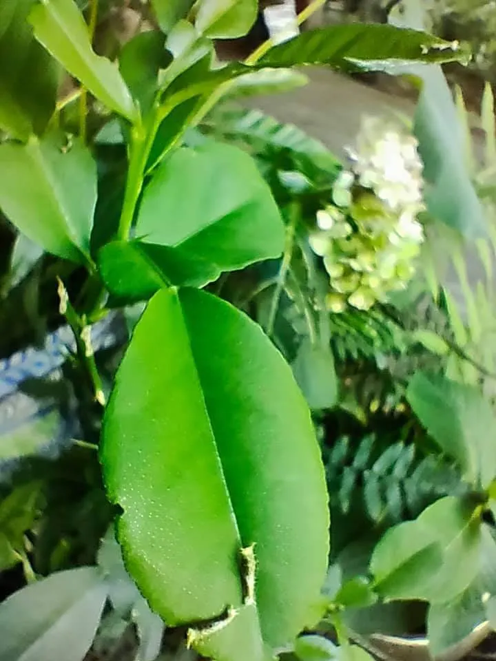 看到柚葉的小葉了嗎？大葉子上還順便拍到了兩隻鳳蝶寶寶呢！