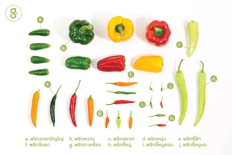 找一下鳥眼辣椒在哪？ h i j 都是，只是顏色品種上的差異。