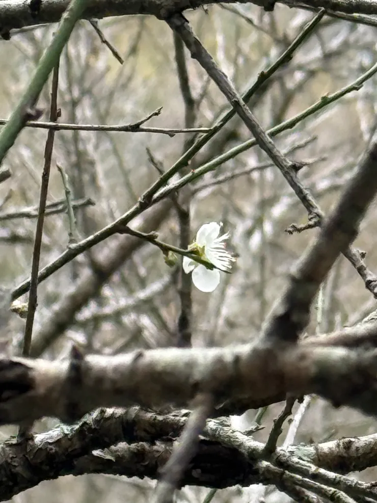 含苞的梅花