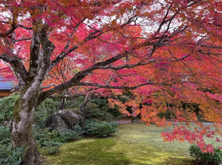 一踏進山莊迎面而來的美景