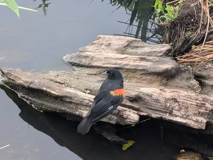 在Burnaby Lake Regional Park拍到的雄性紅翅黑鸝