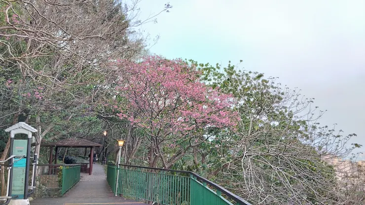 櫻花照