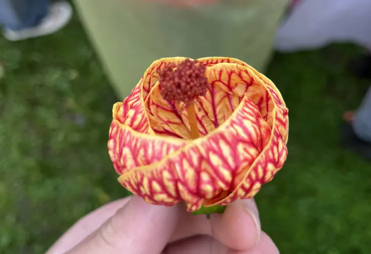 原來燈籠花有五片花瓣