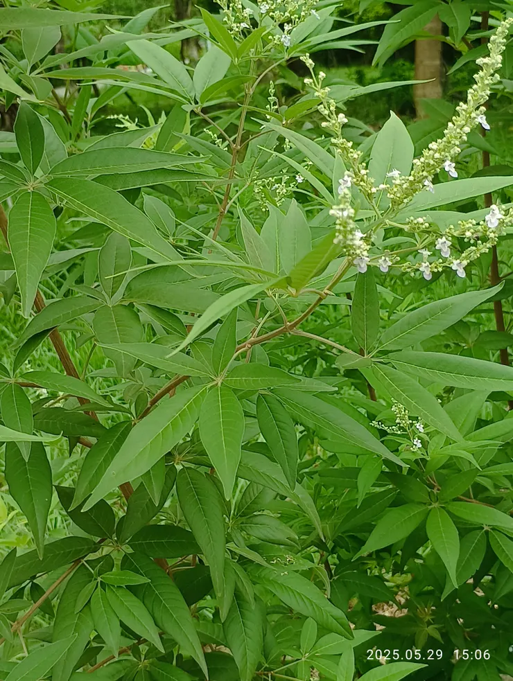黃荊又名五葉埔姜，客家常以之為籬笆；客家常以它曬乾的枝葉煮水為嬰兒洗澡；去邪兼防皮膚病等